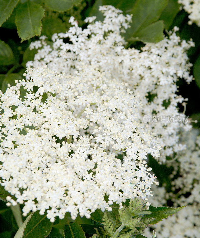 普通接骨木(sambuus nigra)开花